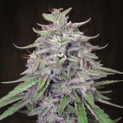 Bangi Haze regulär - Ace Seeds