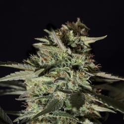 Medizinal CBD - Genehtik Cannabis Seeds