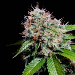 Zuri Widow - Genehtik Seeds