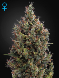 Big Bang Auto - GreenHouse Seeds