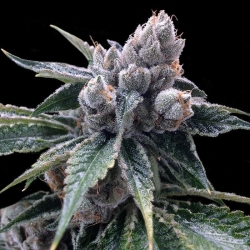 White Walker Kush - DNA Genetics