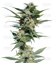 Big Devil #2 Auto (Sweet Seeds) Cannabis-Samen