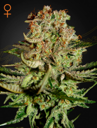 Super Bud - GreenHouse Seeds