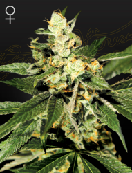 Trainwreck - GreenHouse Seeds