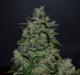 AK Kush Express - Kalashnikov Seeds