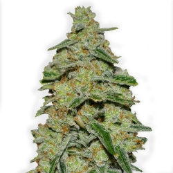 Lemon Cake - Heavyweight Seeds