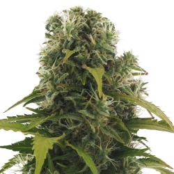 High Density Auto - Heavyweight Seeds