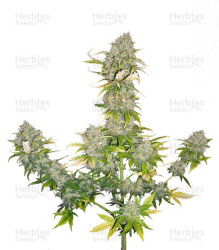 Sweet Cheese Auto (Sweet Seeds) Cannabis-Samen