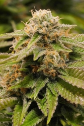 Gorilla Breath - Humboldt Seed Organization