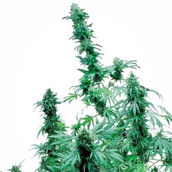 Early Skunk | Feminisiert