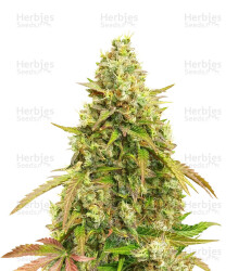 Auto White Widow (Dutch Passion) Cannabis-Samen