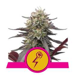 Green Crack Punch | Feminisiert