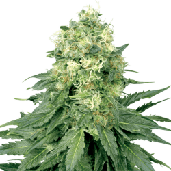 White Widow | Feminisiert