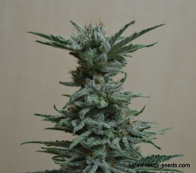 AK Skunk - Kalashnikov Seeds