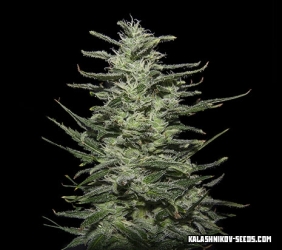 Amnesia Molotov - Kalashnikov Seeds