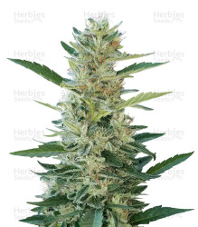 Durban Poison feminisierte Samen (Dutch Passion)