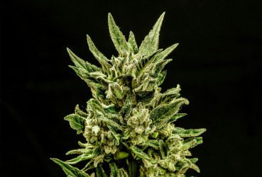 Kritic Auto - Kannabia Seeds