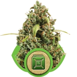 Diesel Automatic - Royal Queen Seeds