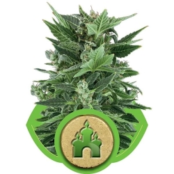 Royal Kush Automatic - Royal Queen Seeds