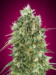 Bubble Gum CBD - 00 Seeds