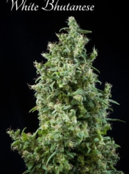 White Bhutanese - Mandala Seeds