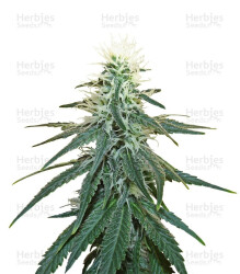 Early Skunk (Sensi Seeds) Cannabis-Samen