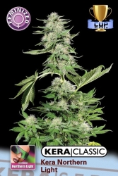 Kera Northern Light - Kera Seeds