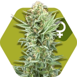 Power Kush - Zambeza Seeds