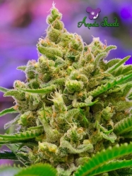 Big Bazooka Auto - Anesia Seeds