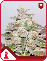 Mendocino x Purple Kush - Medical Seeds