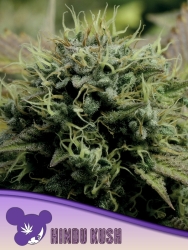 Hindu Kush Landrasse - Anesia Seeds