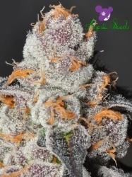 Anesia Scout Cookies - Anesia Seeds