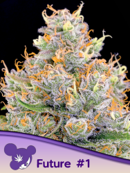 Future #1 - Anesia Seeds