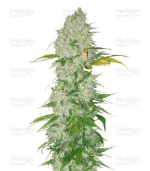 White Widow regular (Dutch Passion) Cannabis-Samen