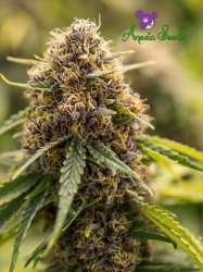 True Gold OG - Anesia Seeds