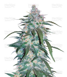 Pineapple Express Auto feminisierte Samen (Fast Buds)