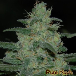 Pure Kush - Original Sensible seeds