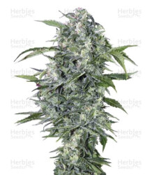 Maxi Haze Auto (Grass-O-Matic) Cannabis-Samen