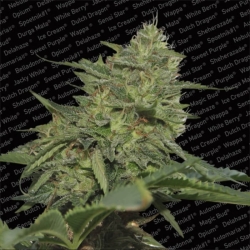 Original Cheese (IBL) - Paradise Seeds