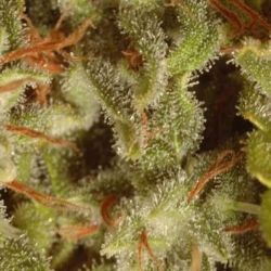 Sativa Champions Pack Feminisiert - Paradise Seeds