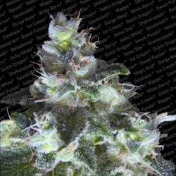 Original White Widow (IBL) - Paradise Seeds