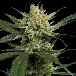 Strawberry Banana - Professor Trichome Seeds