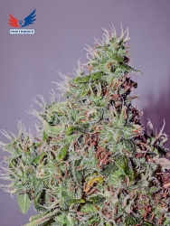 Amnesia Mistery Sativa - Positronics Seeds