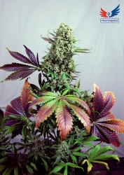 Purple Haze #1 - Positronics Seeds