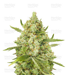 Super Lemon Haze feminisiertes Saatgut (Green House Seeds)