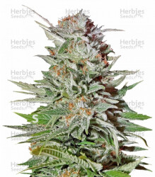 Super Lemon Haze Auto (GHS) Cannabis-Samen