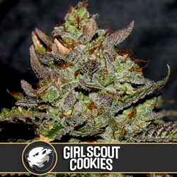 Girl Scout Cookies - BlimBurn