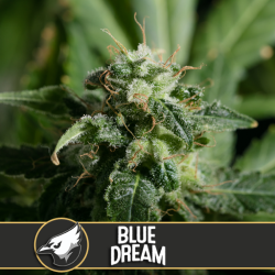 Blue Dream - BlimBurn