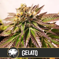 Gelato - BlimBurn