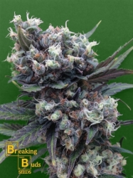 Malverde - Breaking Buds Seeds